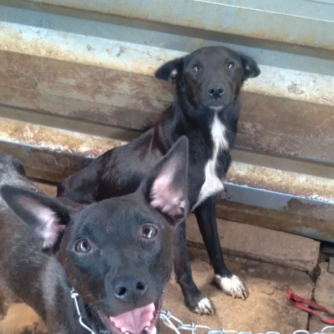 Cacau E Sofia - Sem Raça Definida