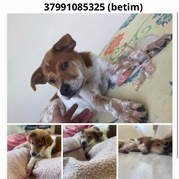 Mayke imagem 1 - Sem Raça Definida