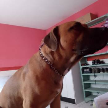 Malvadao imagem 1 - 