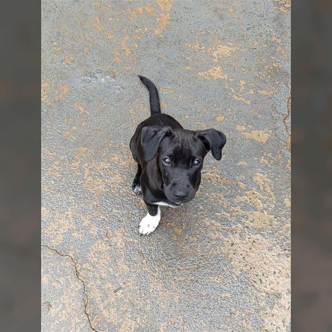 Pérola E Princesa - 