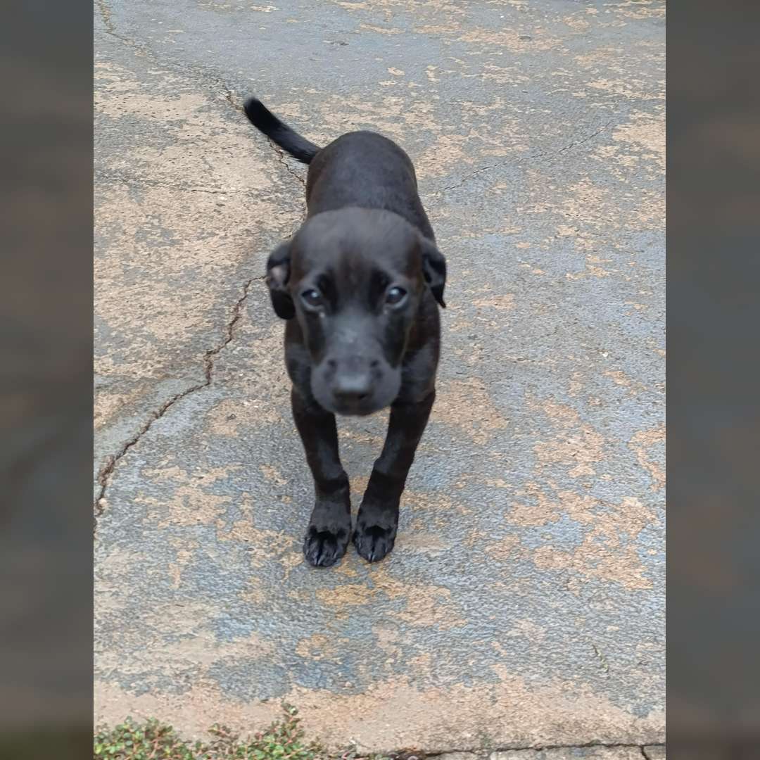 Pérola E Princesa - 