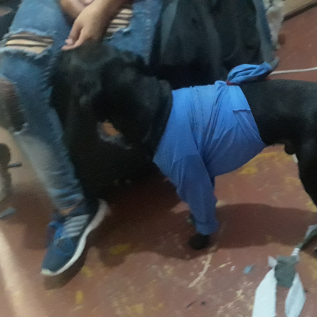 Rayo imagem 2 - Sem Raça Definida