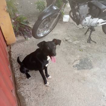Pretinha imagem 1 - 