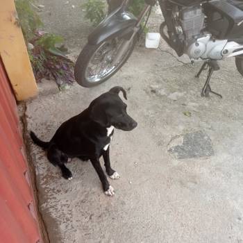 Pretinha imagem 2 - 