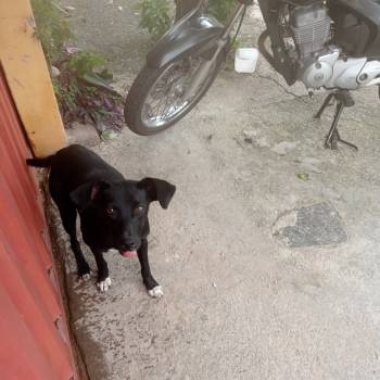 Pretinha imagem 3 - 