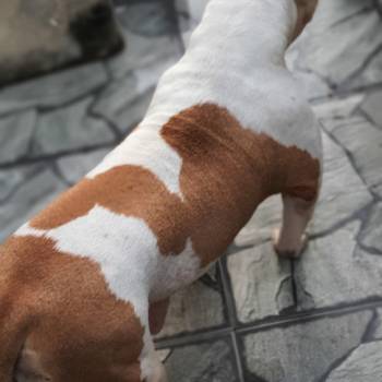 American Bully imagem 1 - 