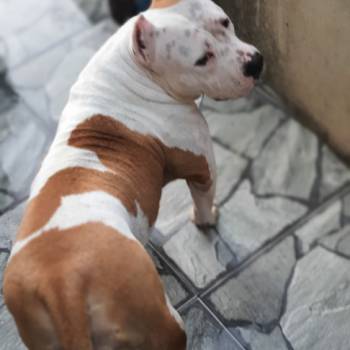 American Bully imagem 2 - 