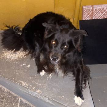Sansso imagem 2 - 