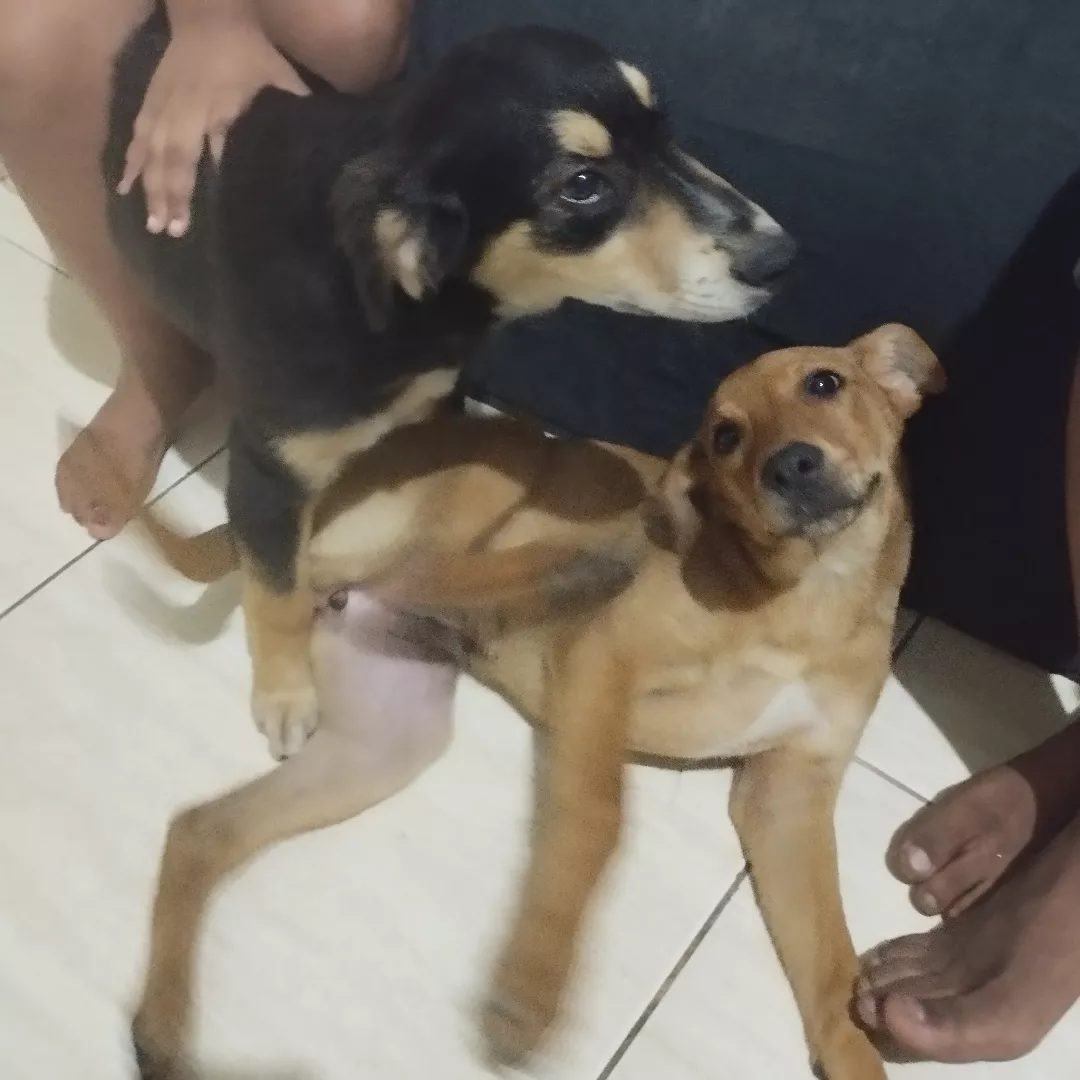 Zoi E Pole - Sem Raça Definida