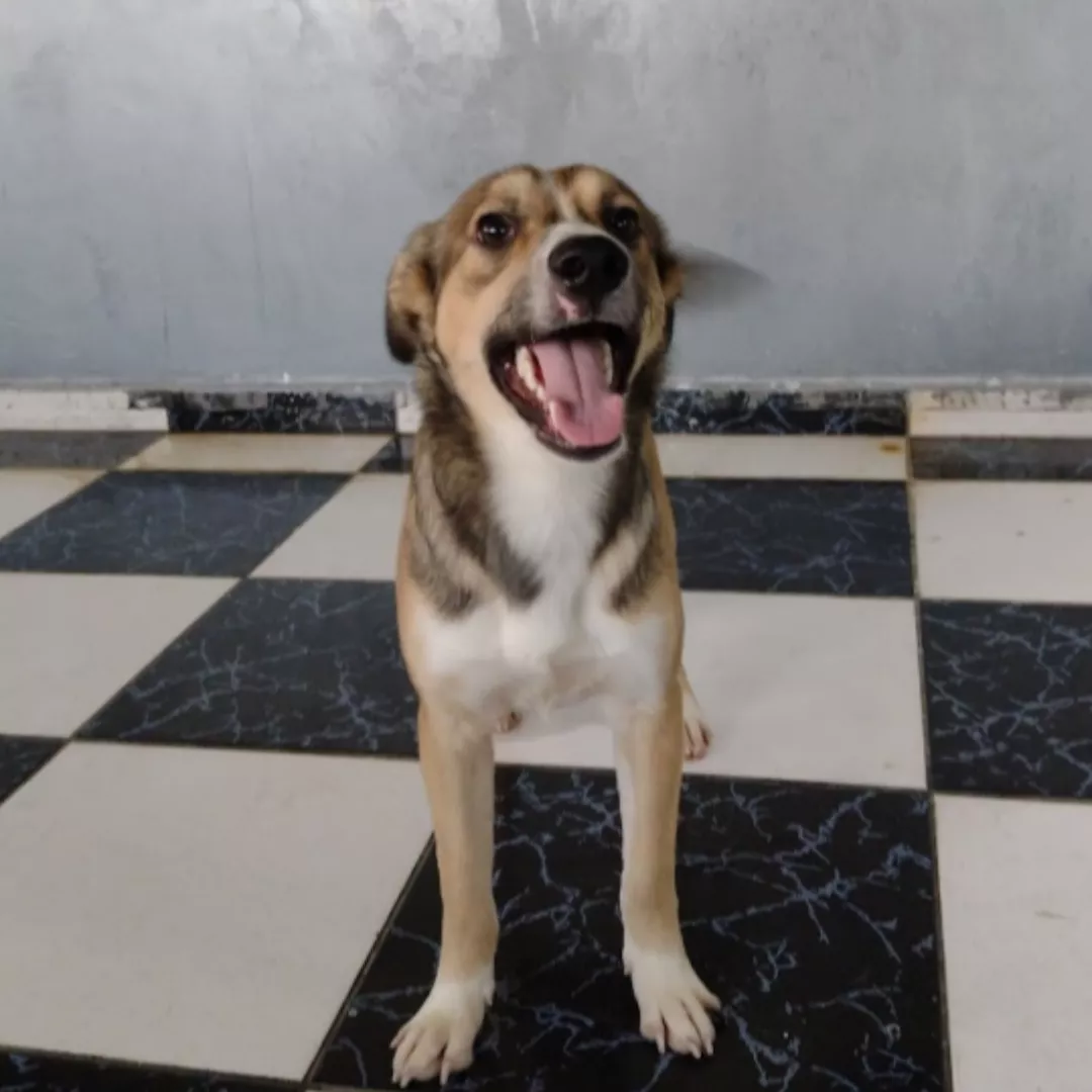 Hallandinho - Sem Raça Definida