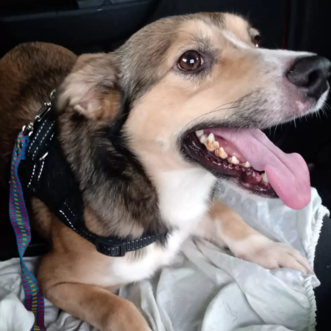 Hallandinho - Sem Raça Definida