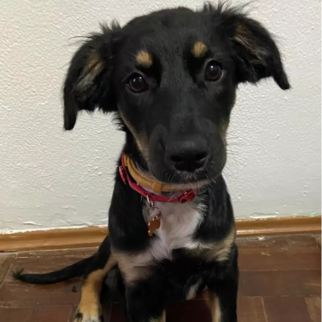 Nikita - Sem Raça Definida