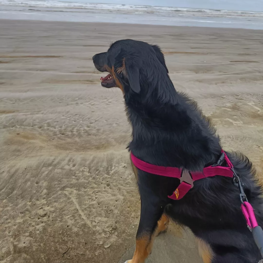 Nikita - Sem Raça Definida