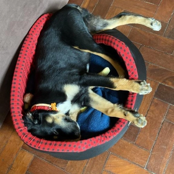 Nikita imagem 2 - Sem Raça Definida