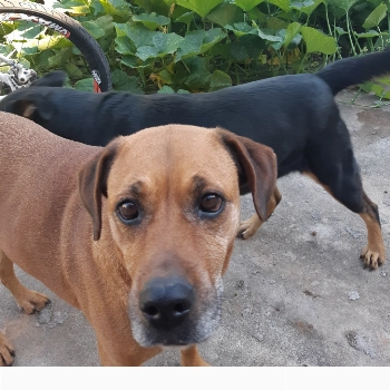 Xena Katrena imagem 1 - Sem Raça Definida
