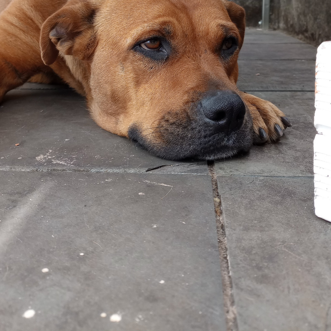 Pitty imagem 1 - Pit Bull