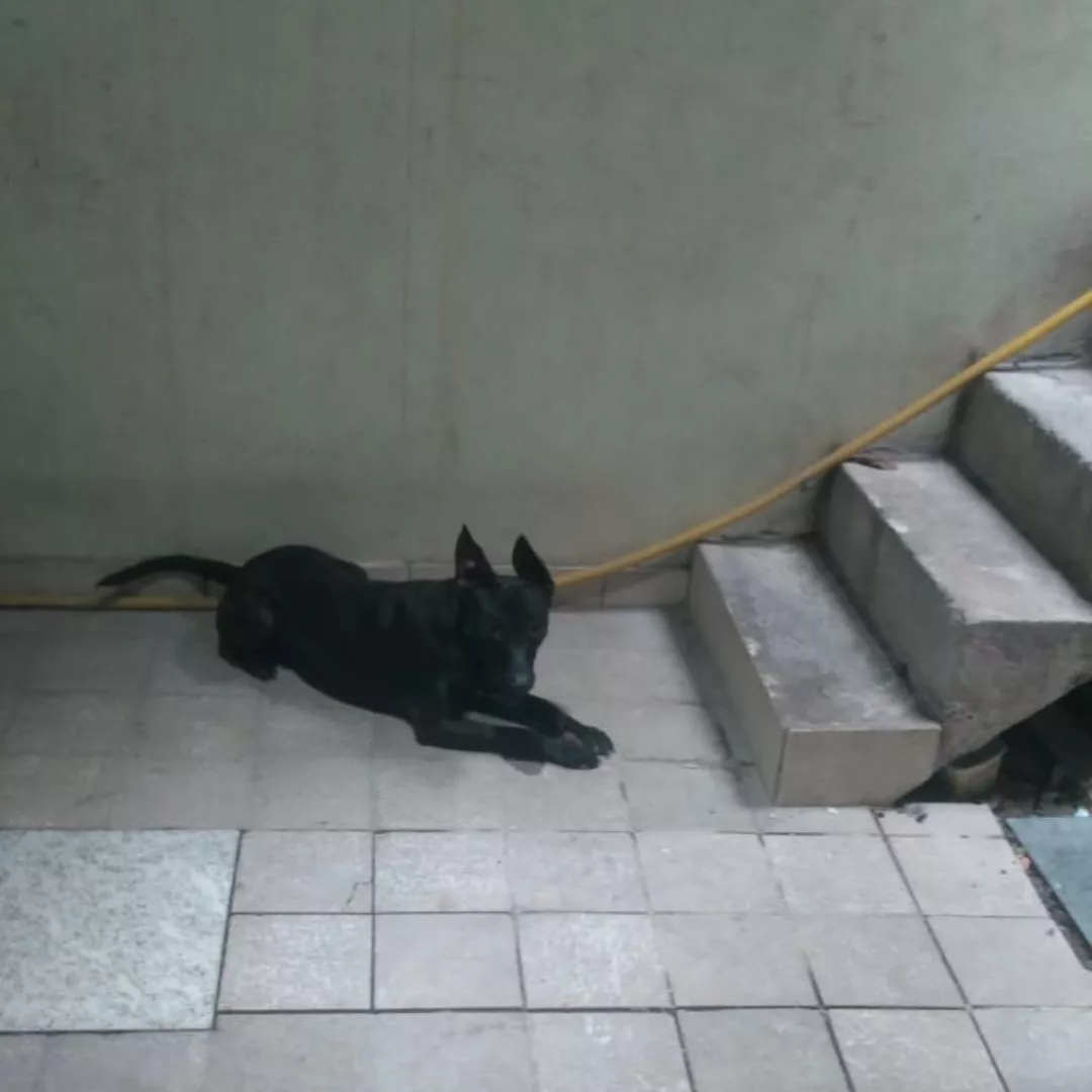 Nick - Sem Raça Definida