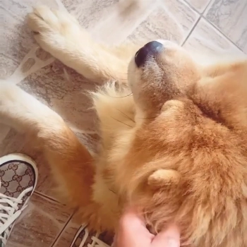 Simba imagem 1 - Sem Raça Definida