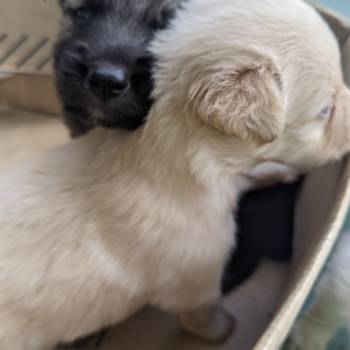 Você Pode Dá imagem 2 - 