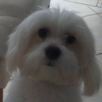 Olaf imagem 1 - 