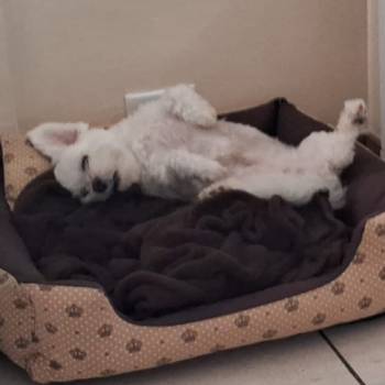 Olaf imagem 2 - 