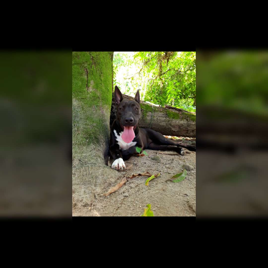 Teresa Kiara Jabuticaba - 