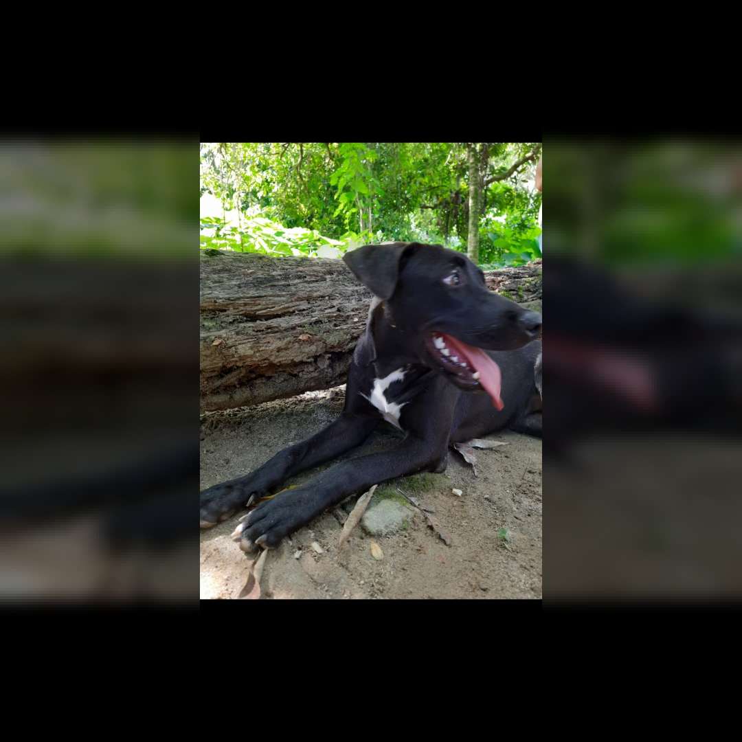 Teresa Kiara Jabuticaba - 