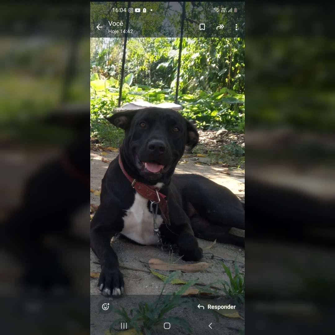 Teresa Kiara Jabuticaba - 