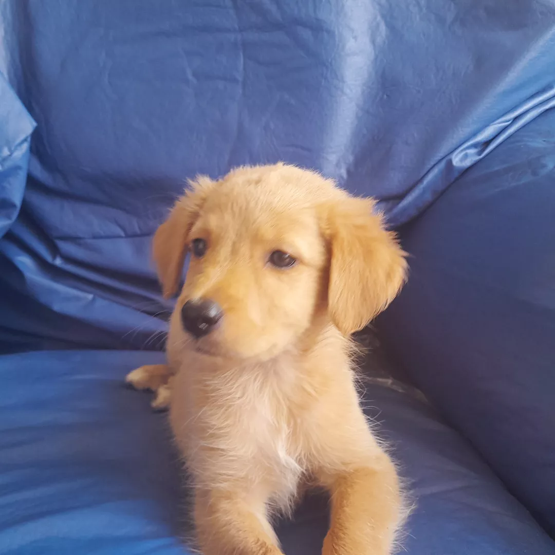 Snome - Sem Raça Definida