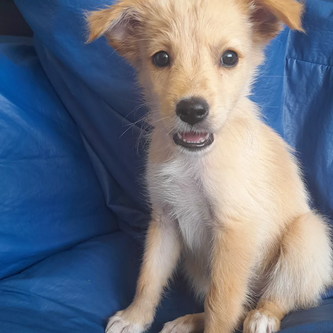 Snome - Sem Raça Definida