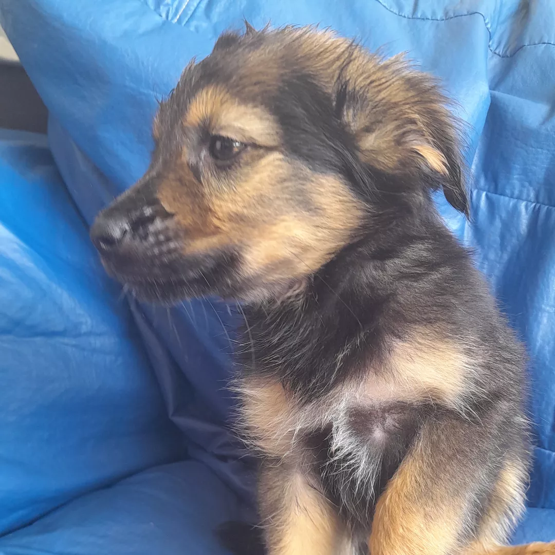 Snome - Sem Raça Definida