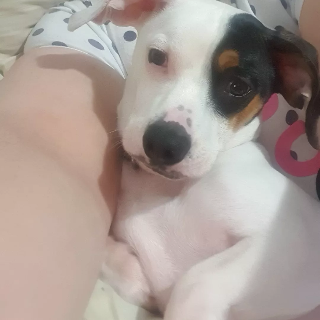 Pepito - Sem Raça Definida