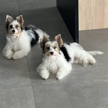 Peanut E Butter imagem 1 - 