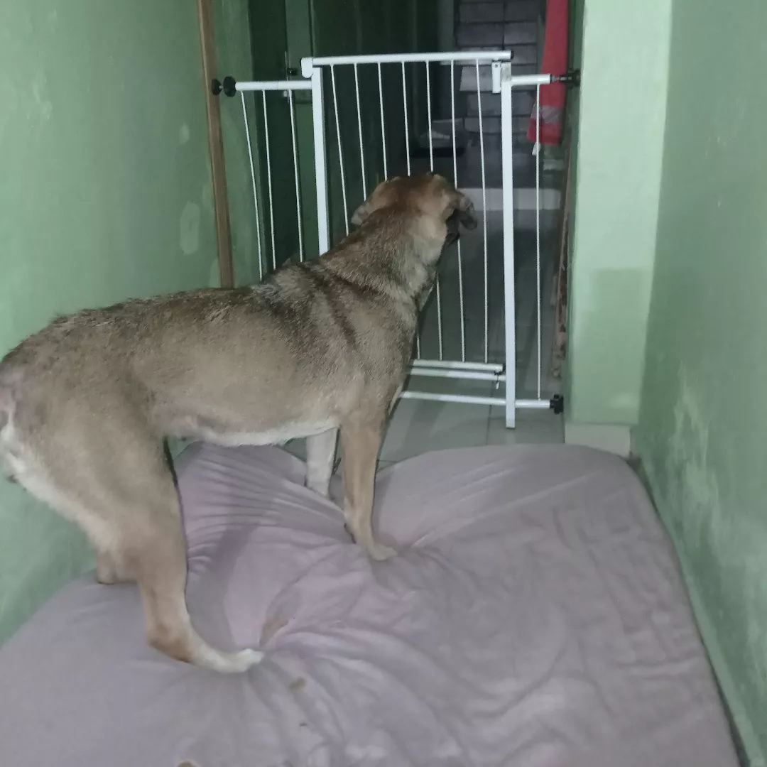 Pandora - Sem Raça Definida