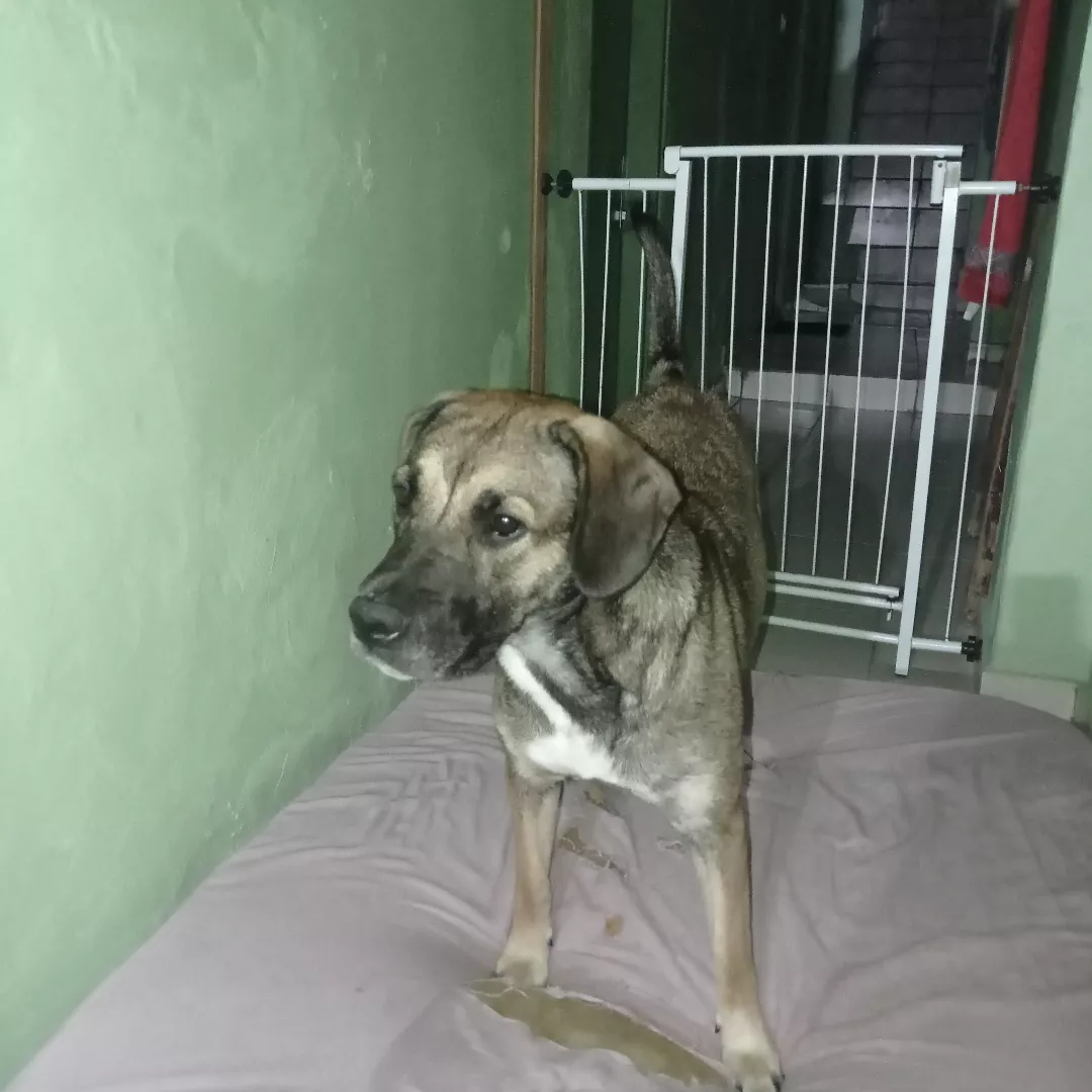 Pandora - Sem Raça Definida