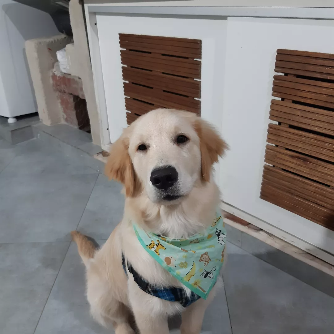 Luck - Golden Retriever