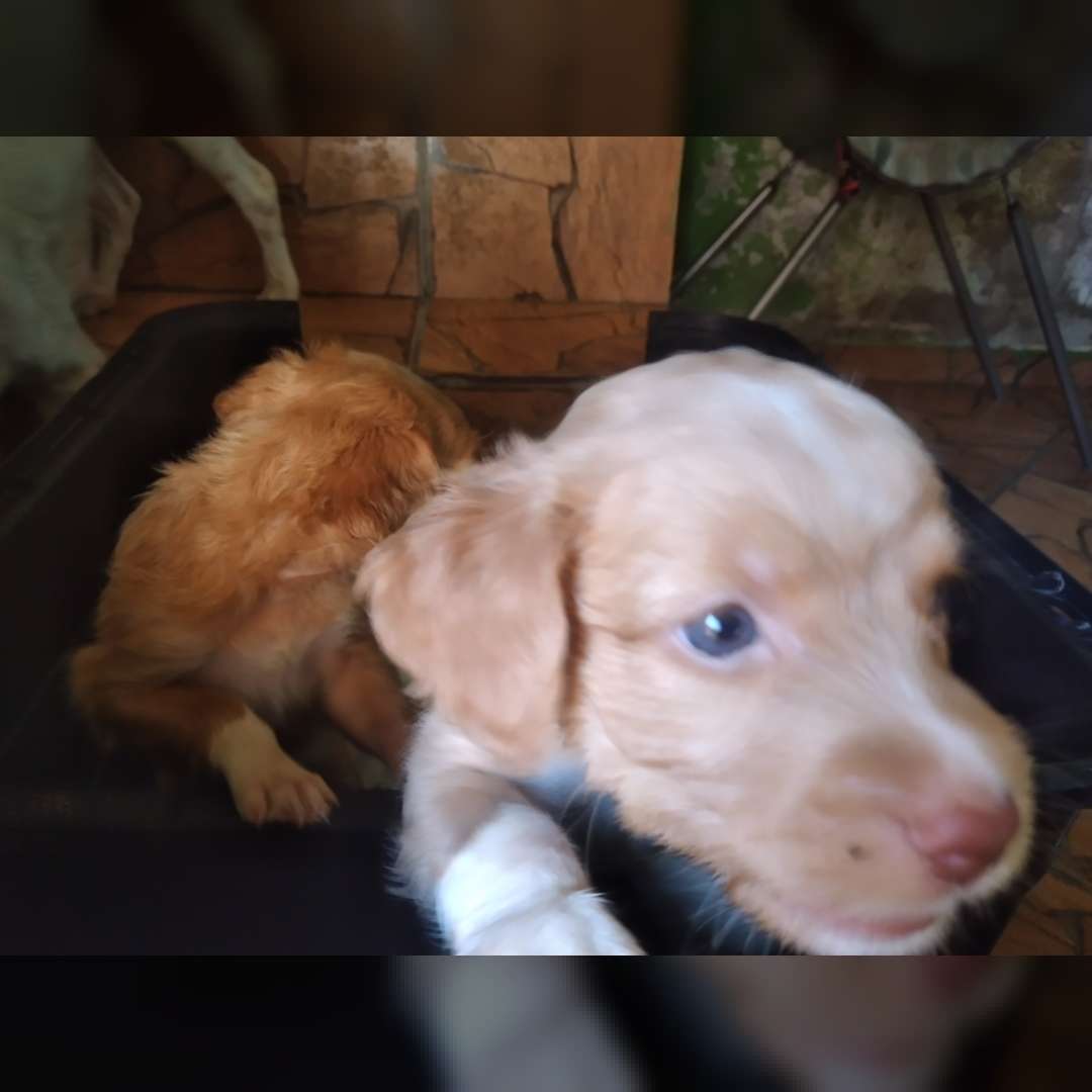 Nao Tem Nonw Ainda - 