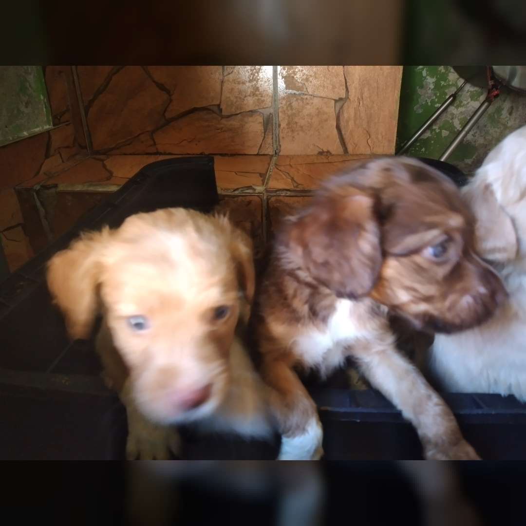 Nao Tem Nonw Ainda - 