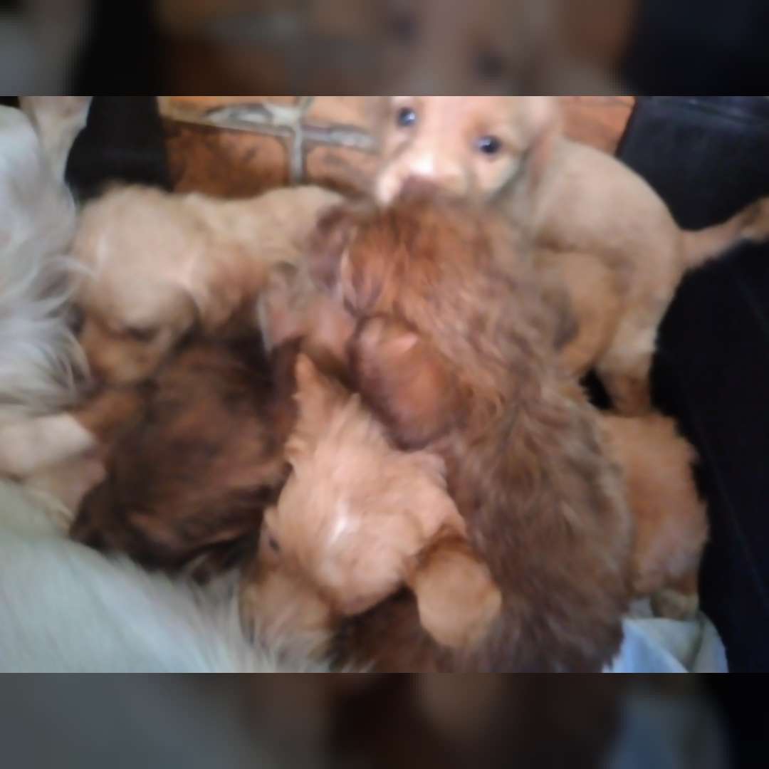 Nao Tem Nonw Ainda - 