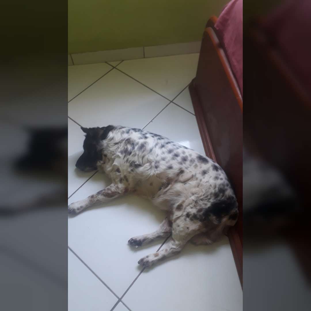 Ted Cocker Spaniel  Toy Chow Chow Mestiço E Zeus Labrador - 