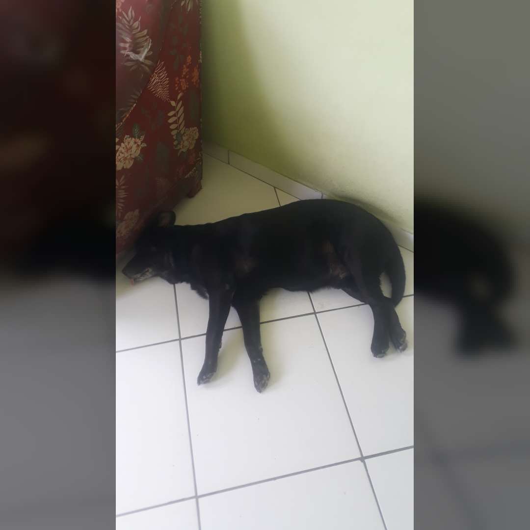 Zeus Labrador - 