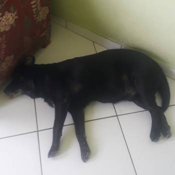 Zeus Labrador imagem 1 - 