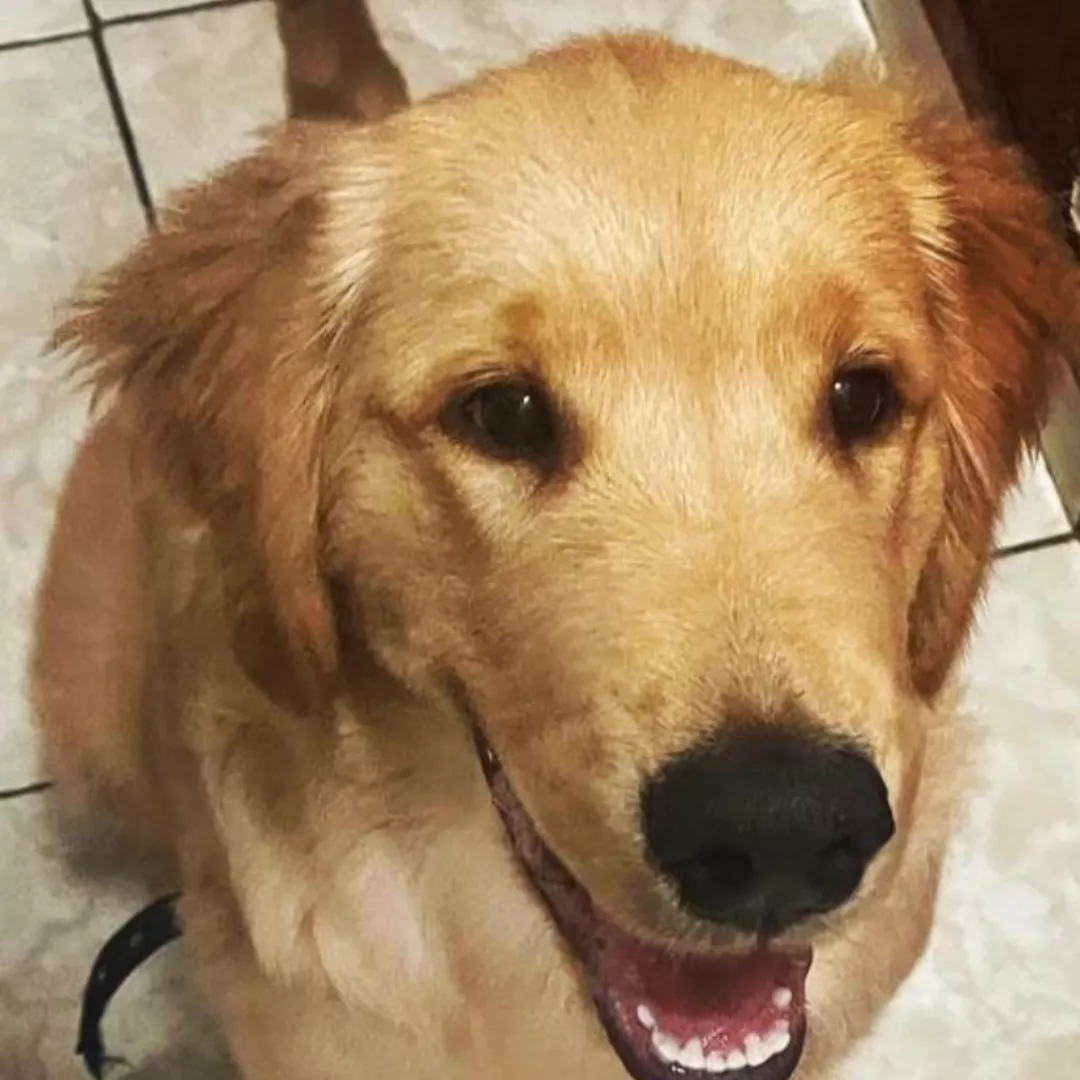Bidú - Golden Retriever