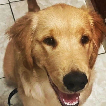 Bidú imagem 1 - Golden Retriever