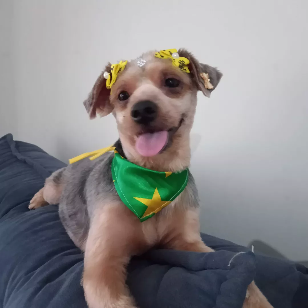 Sol - Yorkshire Terrier