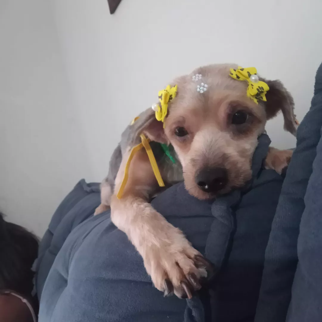 Sol - Yorkshire Terrier