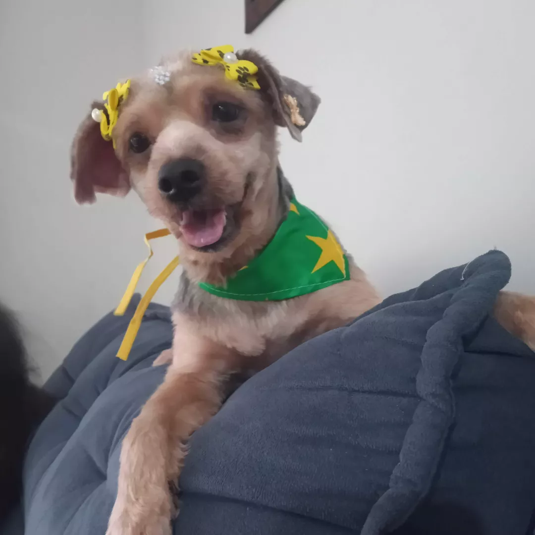 Sol - Yorkshire Terrier