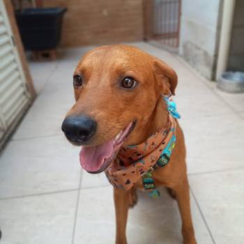 Scooby imagem 2 - 