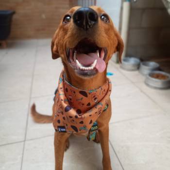 Scooby imagem 3 - 