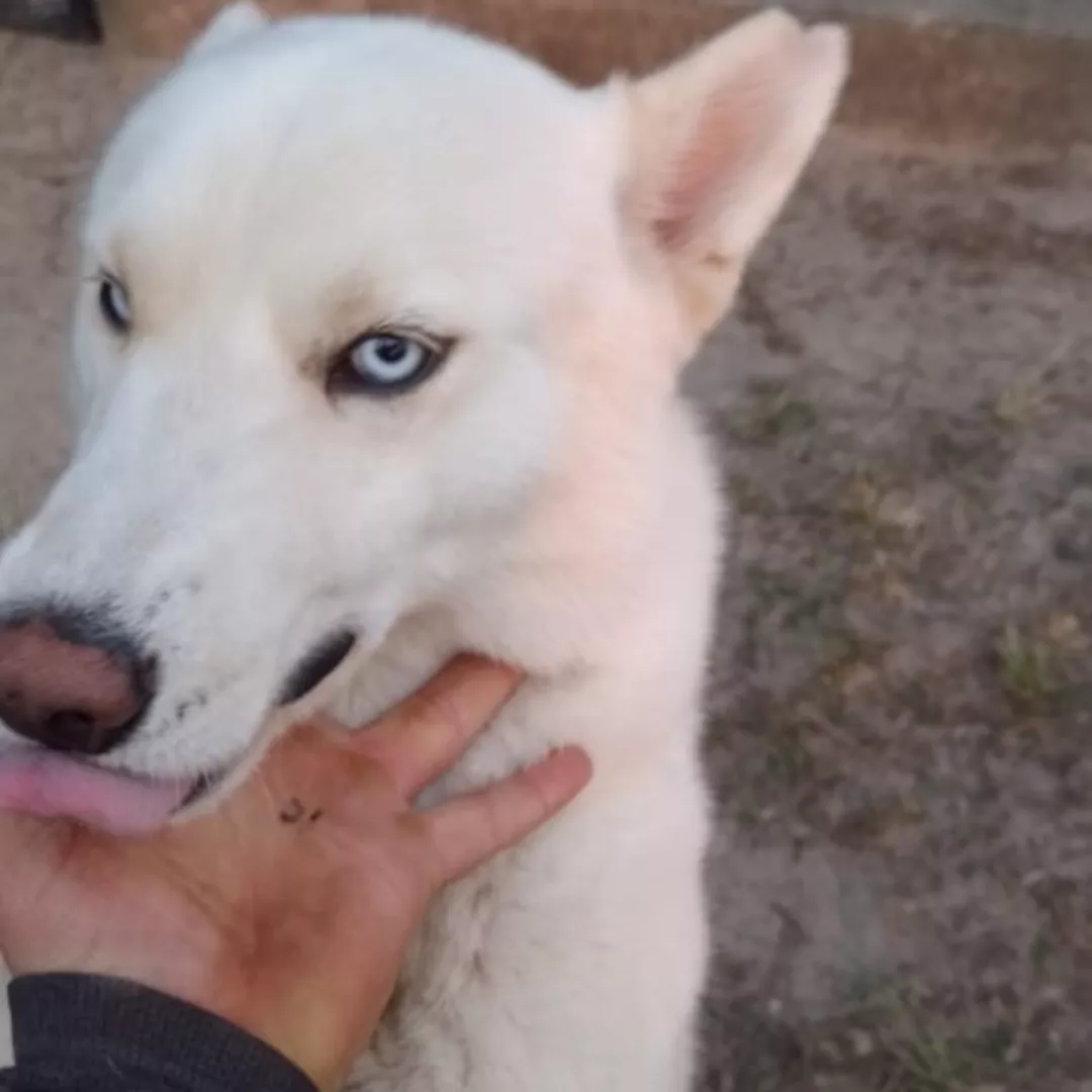 Snoopy - Pastor Alemão